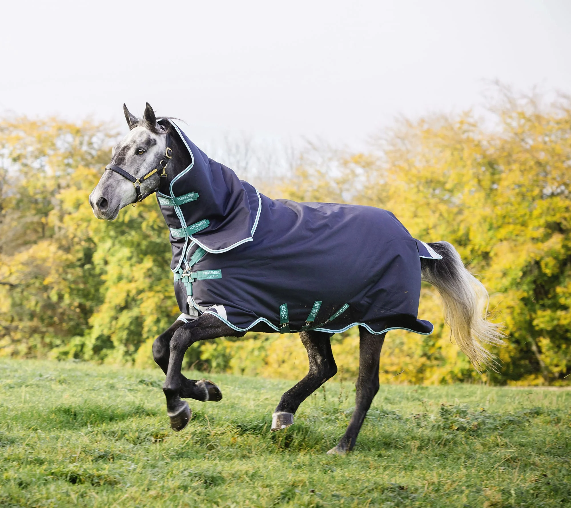 Amigo Bravo 12 Plus Horse Turnout Blanket with 250 gram fill, Navy/Aqua - Buy Pet Shop