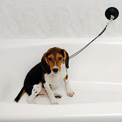 Dog Stay 'n Wash Grooming Noose - Buy Pet Shop