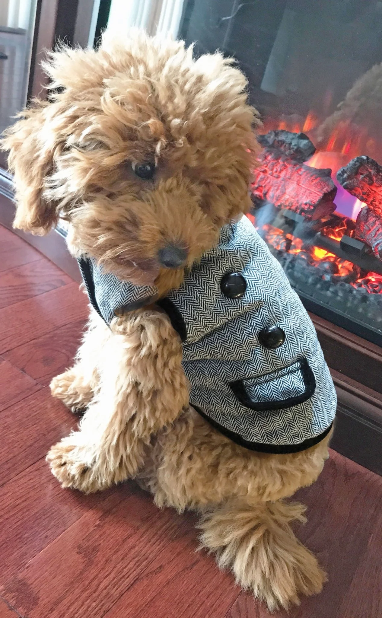 Classic Tweed Dog Coat, Black/White - Buy Pet Shop