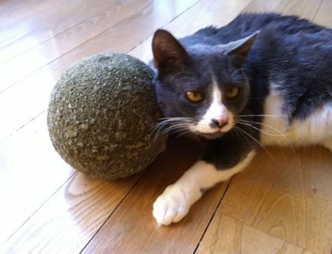 Clawbreakers - Buy Pet Shop