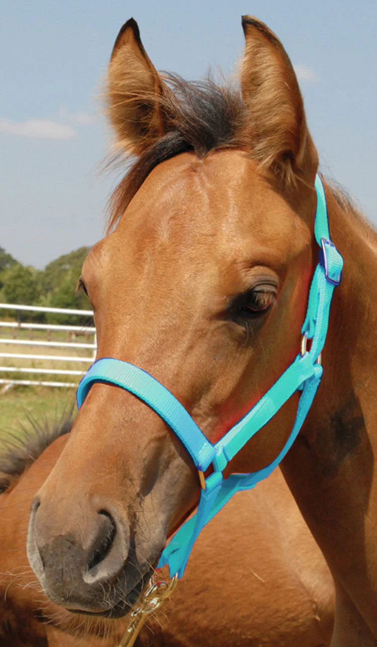 Nylon Foal & Pony Halter - Buy Pet Shop
