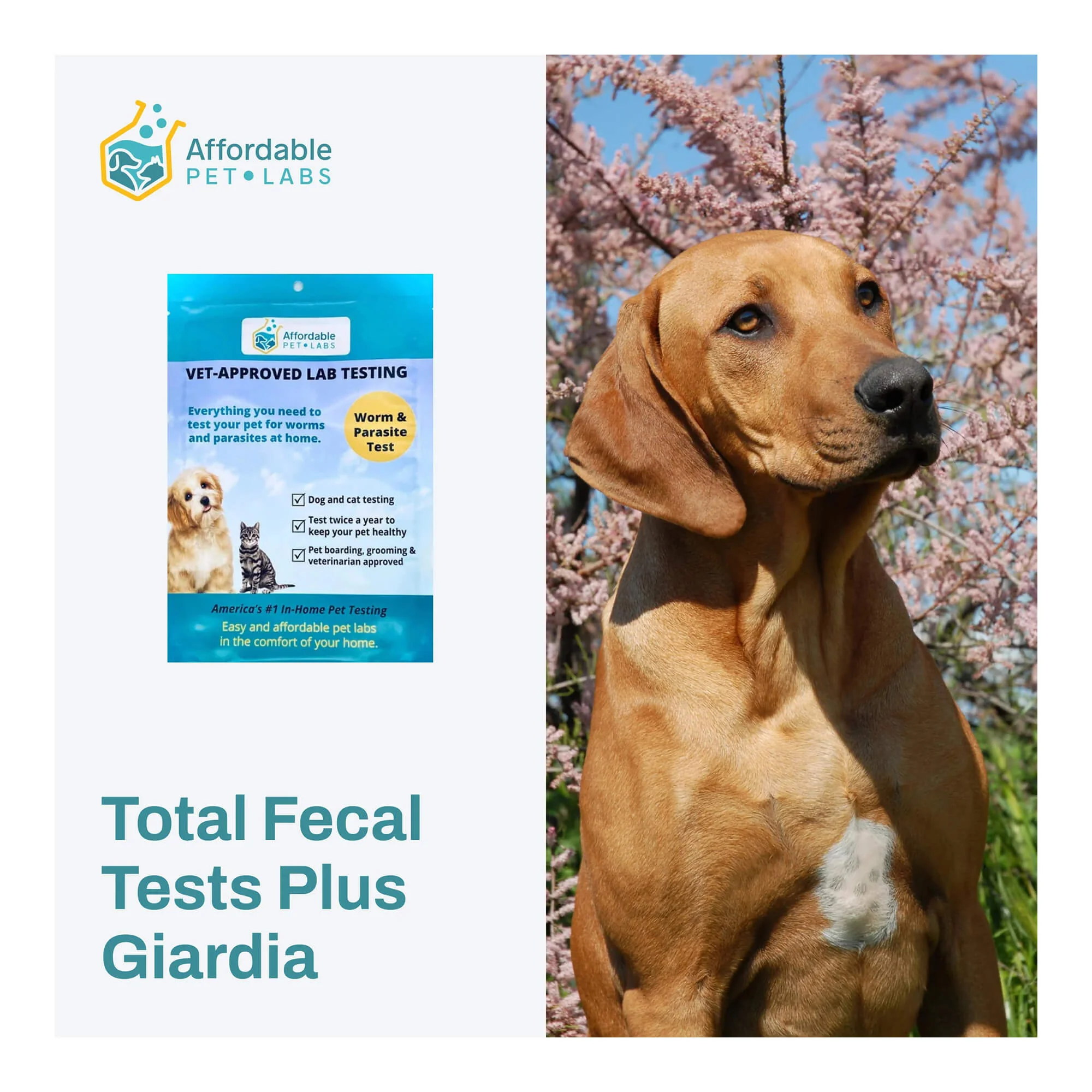 Affordable Pet Labs - Total Fecal Tests Plus Giardia For Dogs & Cats, Easy Home Kit - Buy Pet Shop