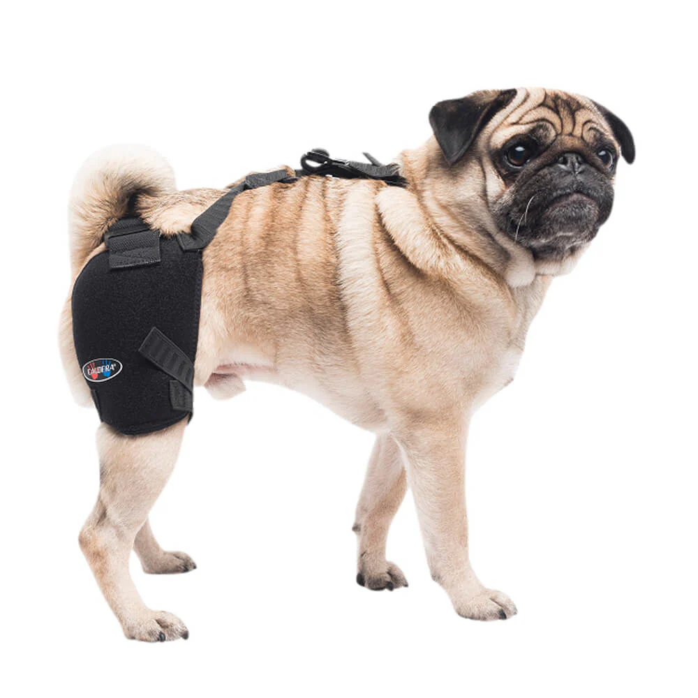 Caldera Pet Therapy Hip Wrap with Therapy Gel - Buy Pet Shop