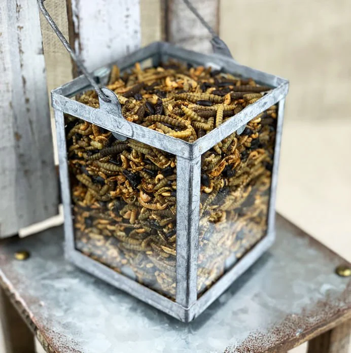 Happy Hen Bug Bonanza, Mealworm & Bug Blend - Buy Pet Shop