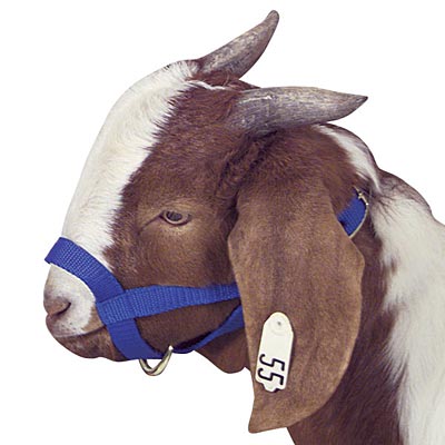 Goat Halter - Buy Pet Shop