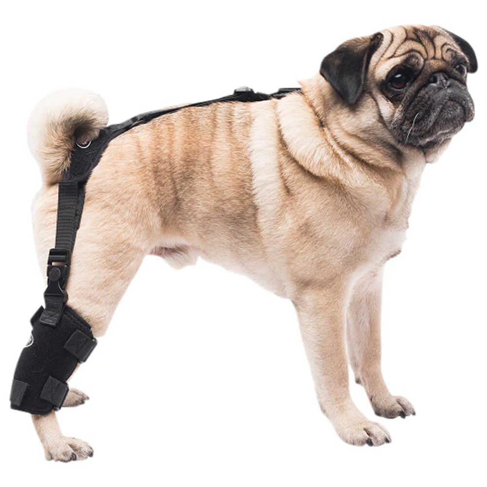 Caldera Pet Universal Therapy Tarsal/Stifle Wrap with Therapy Gel, Small - Buy Pet Shop