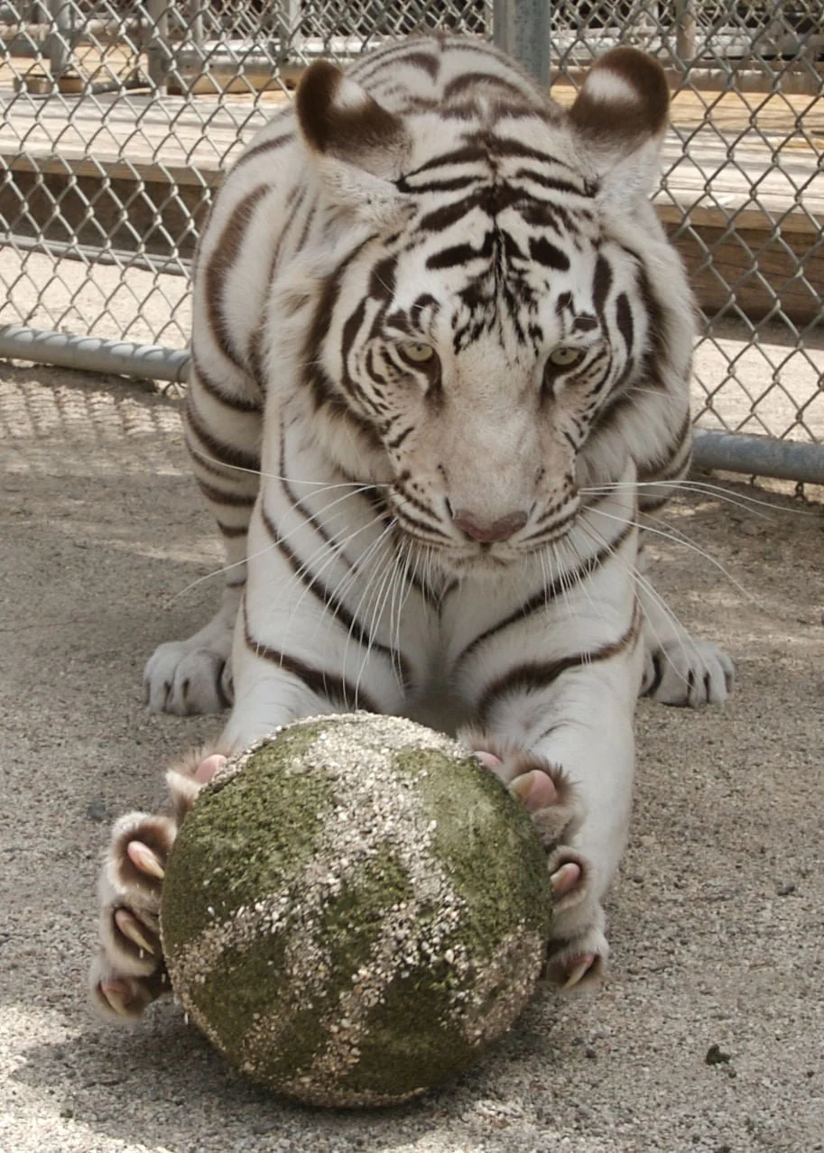 Clawbreakers - Buy Pet Shop