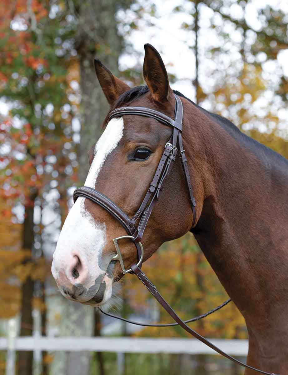 Shires Avignon Ocala Bridle, Havana - Buy Pet Shop
