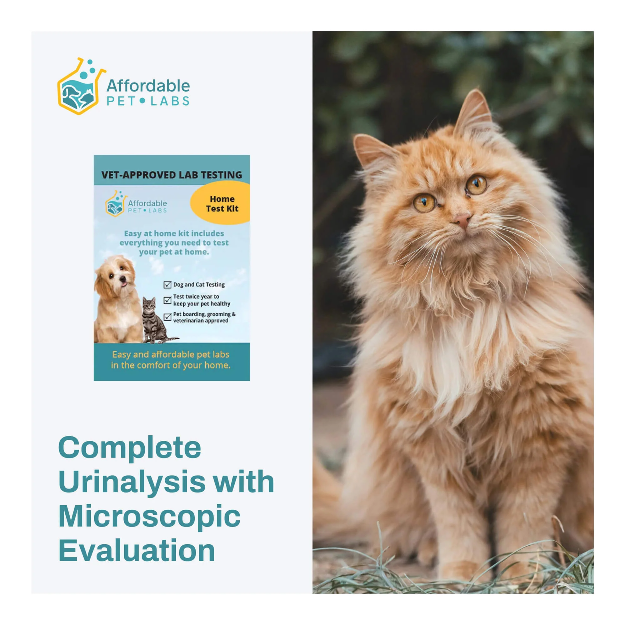Affordable Pet Labs - Complete Urinalysis with Microscopic Evaluation For Cats, Easy Home Test Kit - Buy Pet Shop