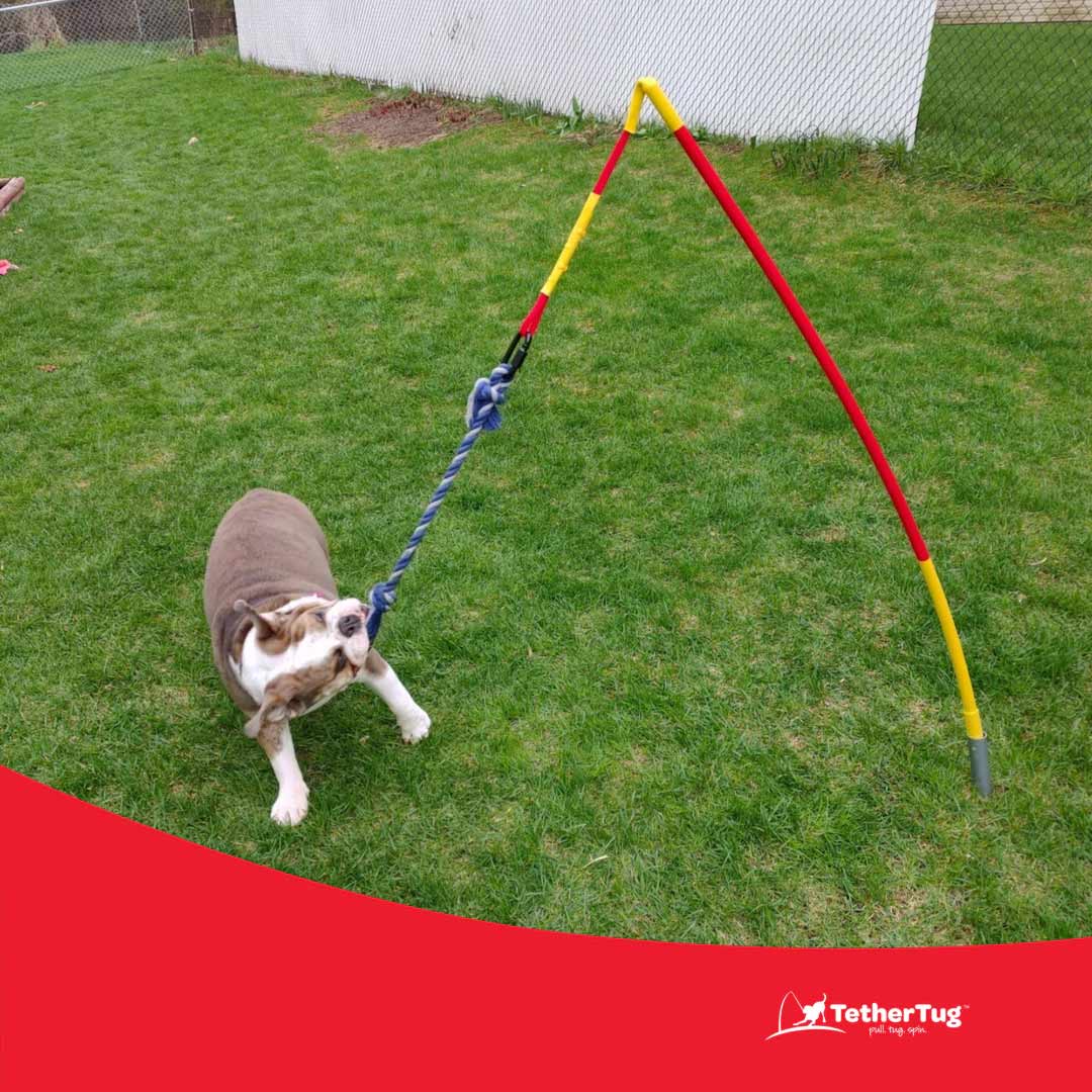 Tether Tug - Buy Pet Shop