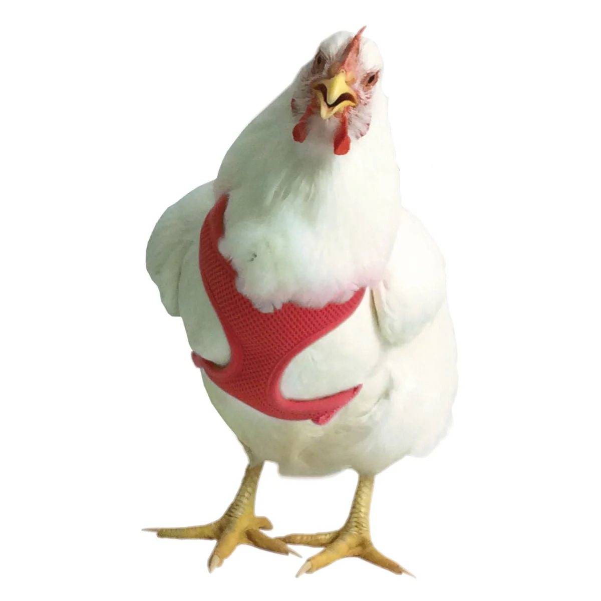 Chicken Harness - Buy Pet Shop