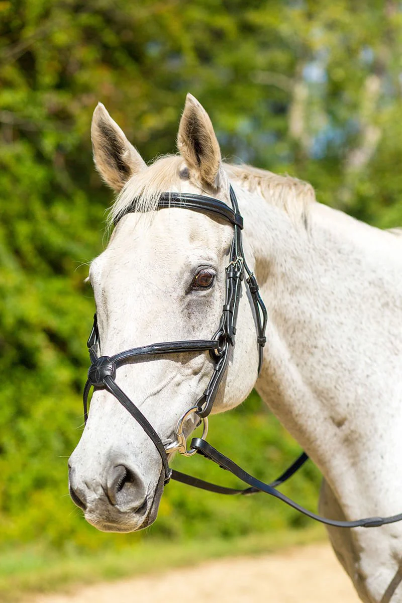 Shires Avignon Woodside Bridle - Buy Pet Shop