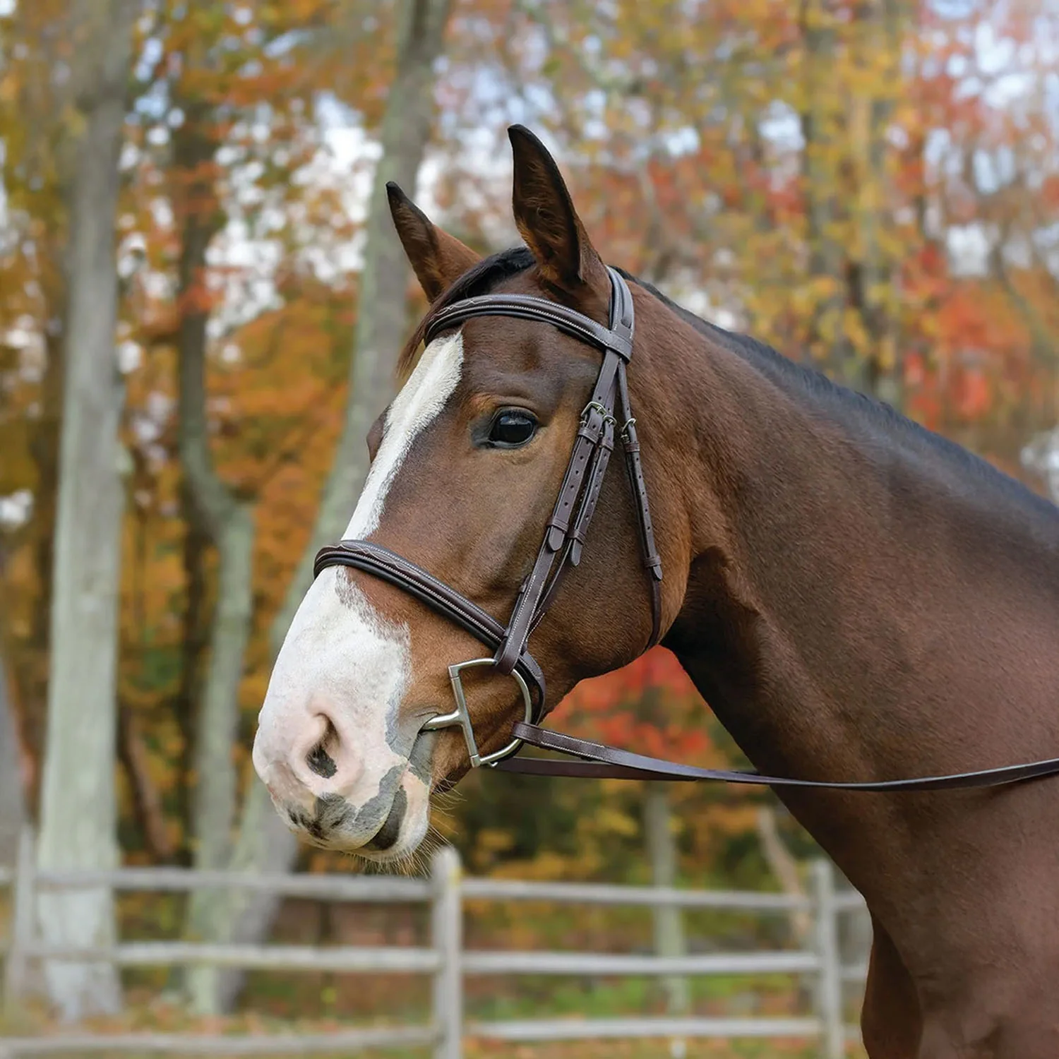 Avignon Nashville Bridle - Buy Pet Shop