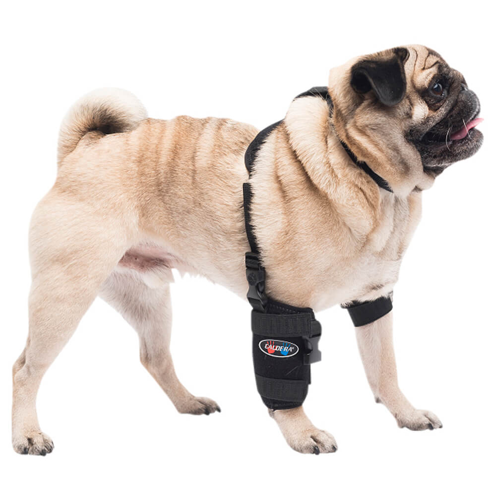 Caldera Pet Universal Therapy Carpal/Elbow Wrap with Therapy Gel - Buy Pet Shop