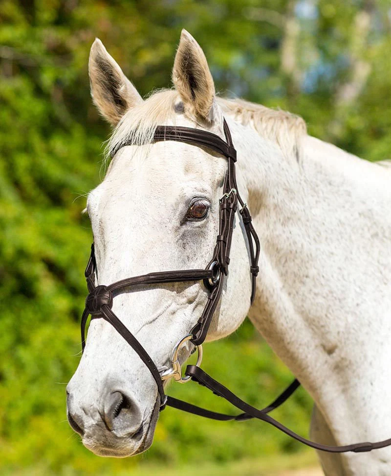 Shires Avignon Woodside Bridle - Buy Pet Shop