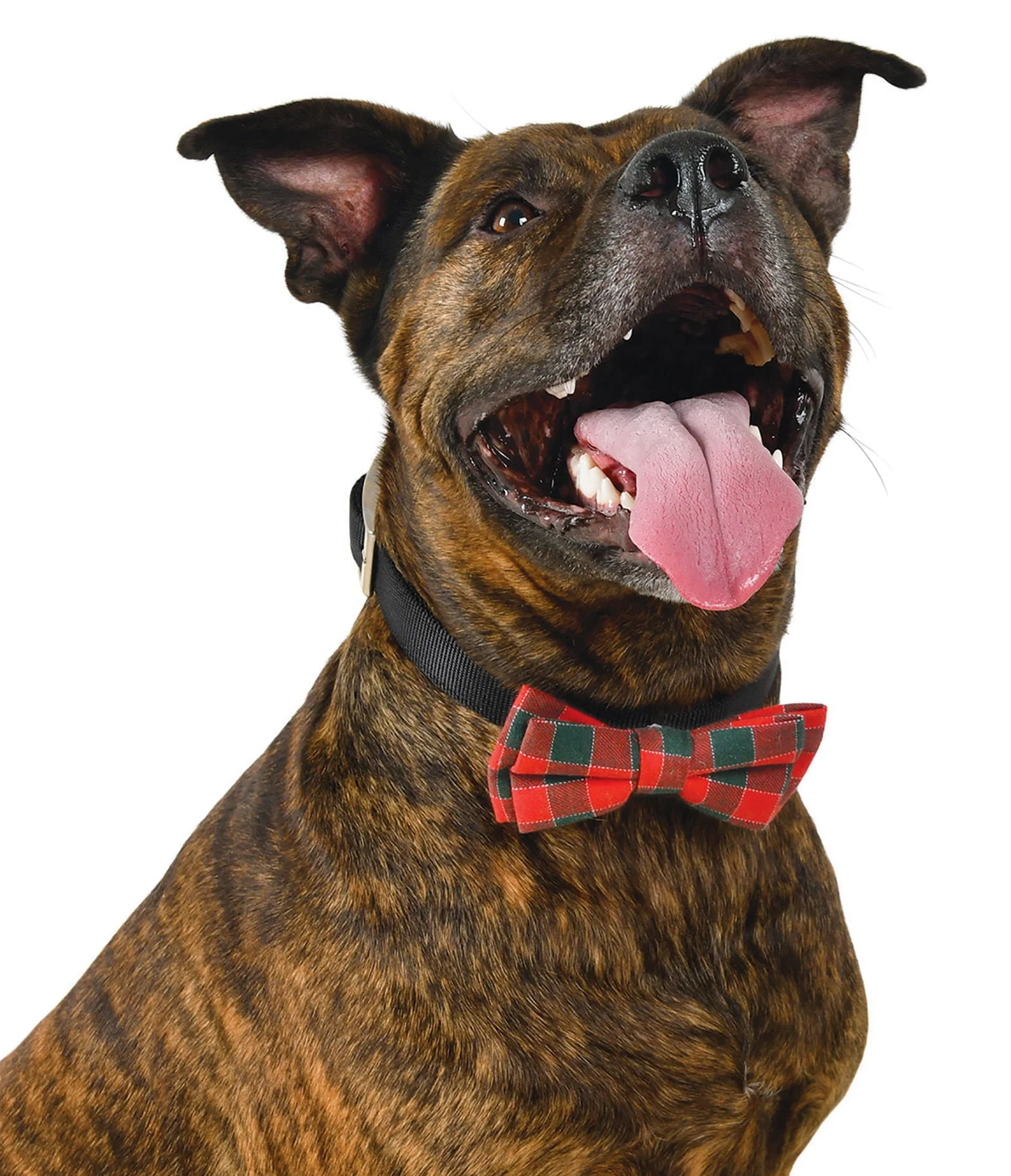 Plaid Holiday Bow Tie by Fashion Pet - Buy Pet Shop