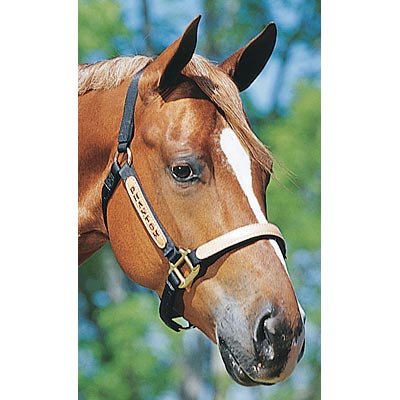 Personalized Nylon Halter, Standard (800-1100 lb) by Supreme Western - Buy Pet Shop
