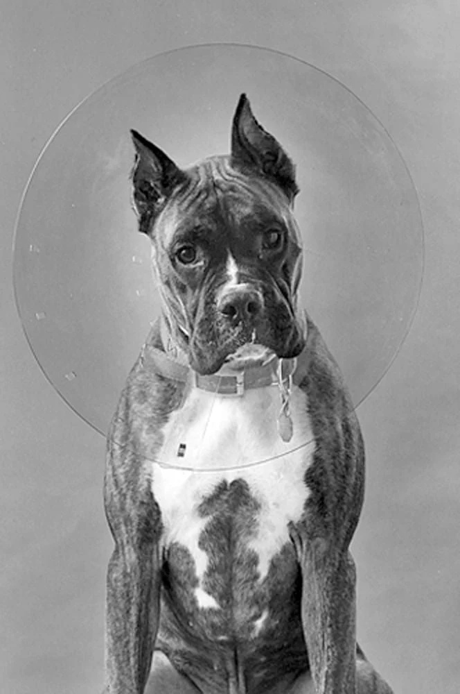 ClearCollar Elizabethan Restraint Collar, Size 18 - Buy Pet Shop