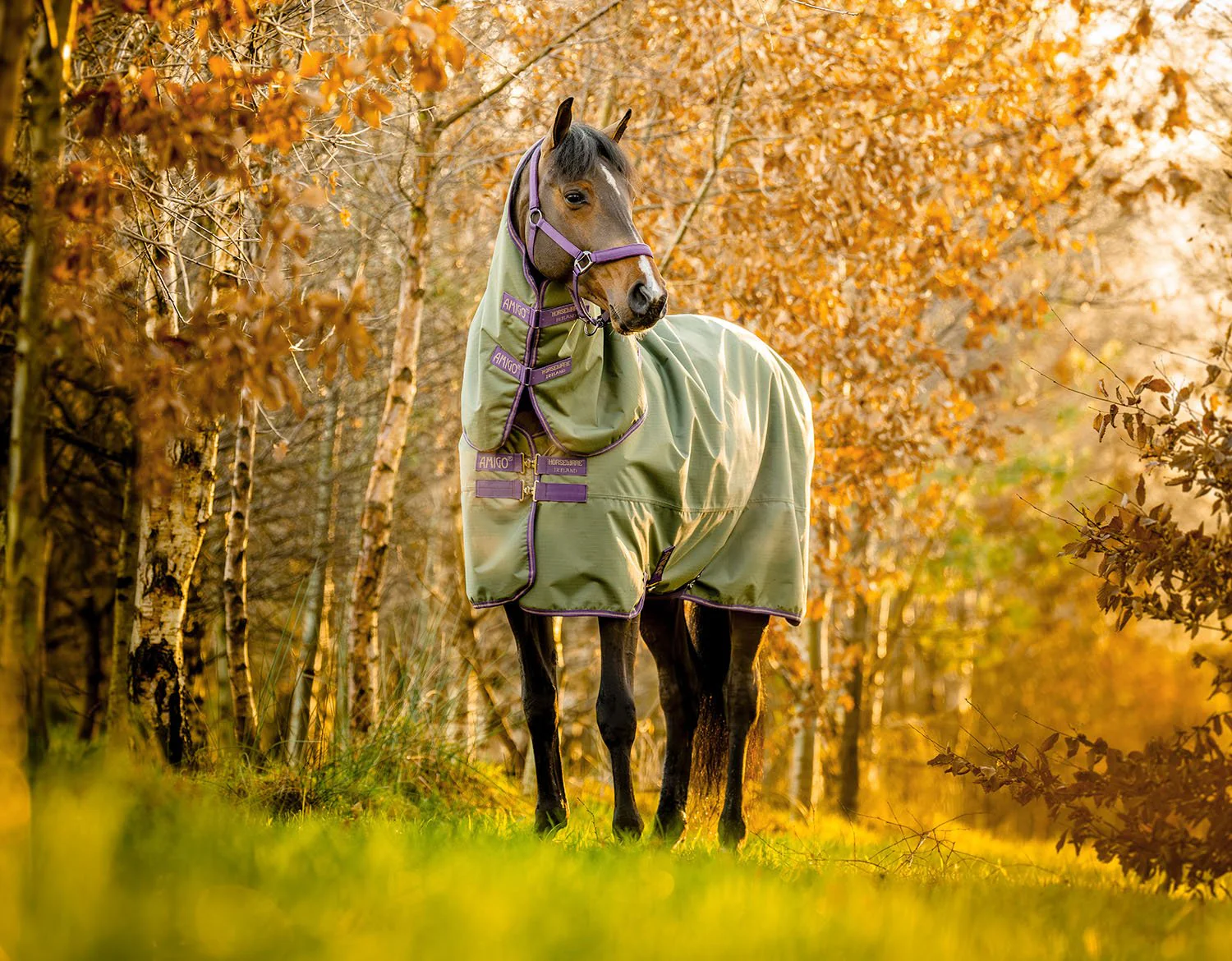 Amigo Hero Ripstop Plus, 100 Gram, Bramble/Winterberry - Buy Pet Shop