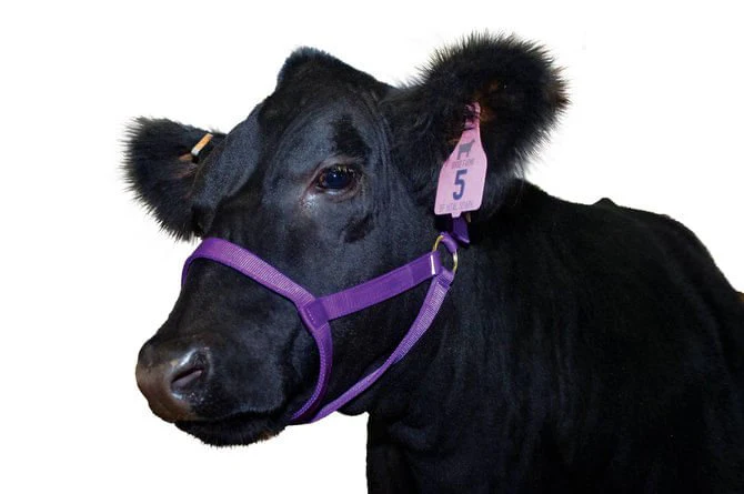 Nylon Cow Halter - Buy Pet Shop