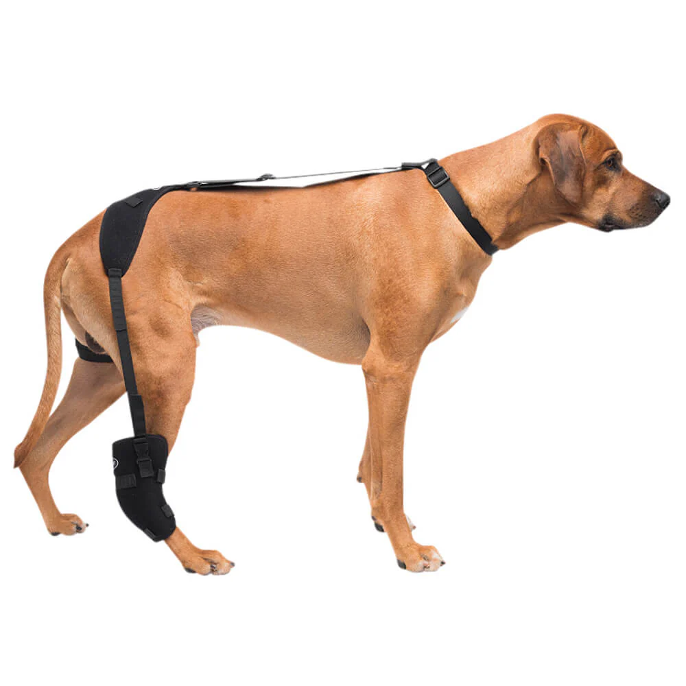 Caldera Pet Therapy Tarsal Wrap with Therapy Gel - Buy Pet Shop