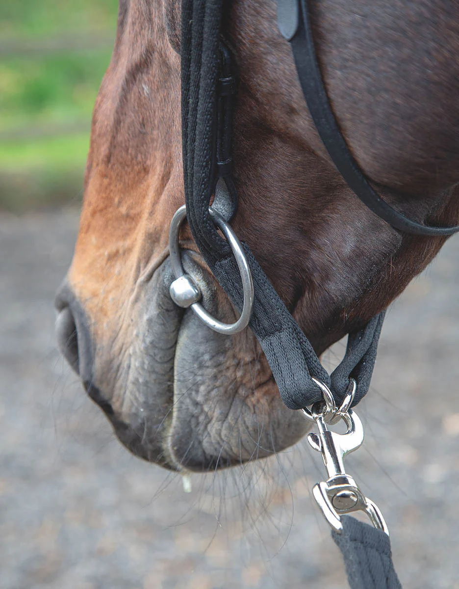 Shires Lunging Adapter - Buy Pet Shop