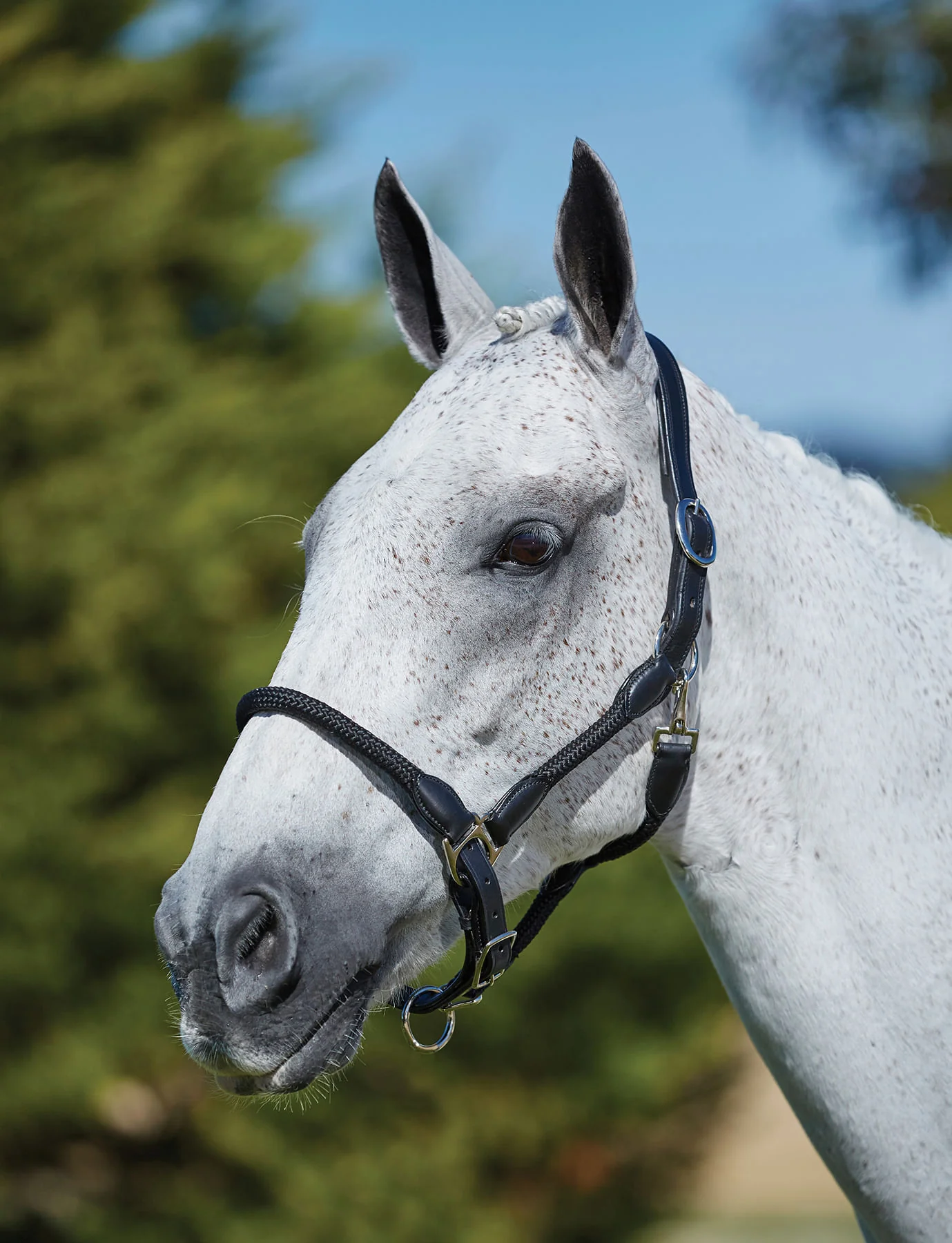 Kincade Leather and Rope Halter - Buy Pet Shop