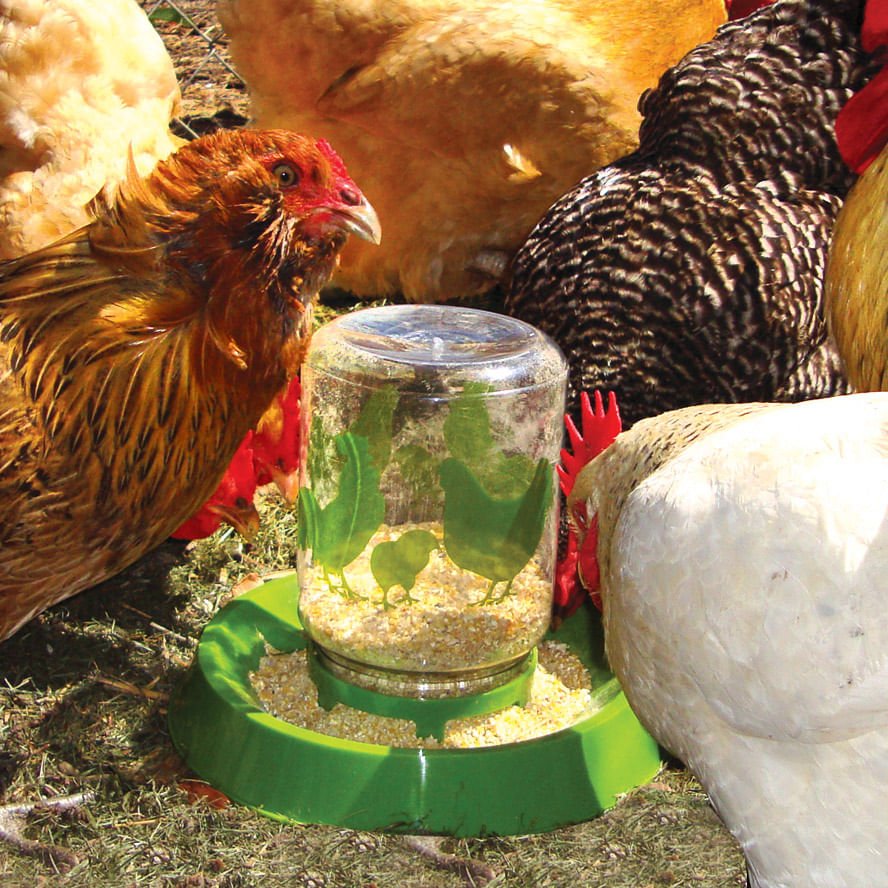 Lixit Chicken Waterer/Feeder - Buy Pet Shop