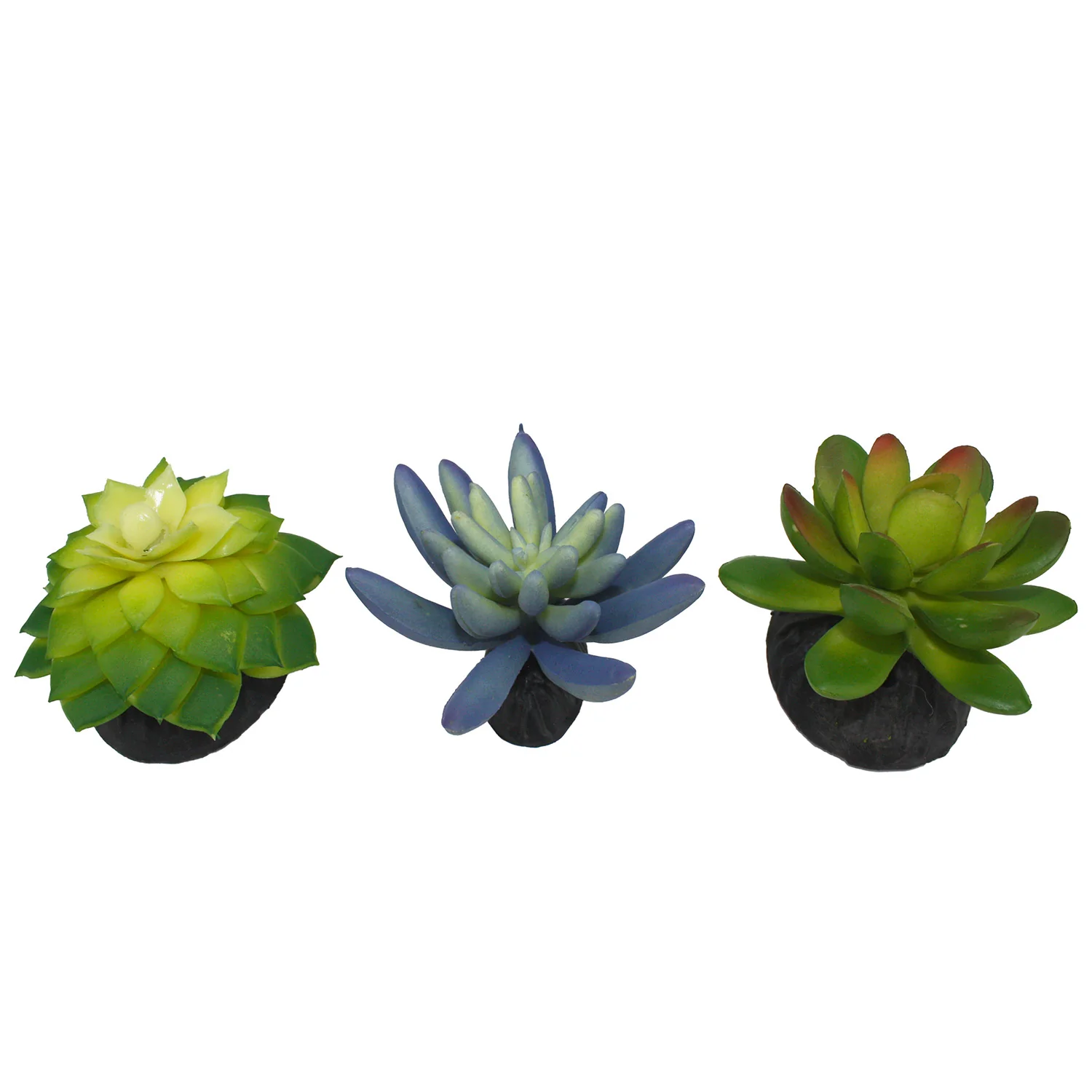 Komodo Succulent, 3 pk - Buy Pet Shop