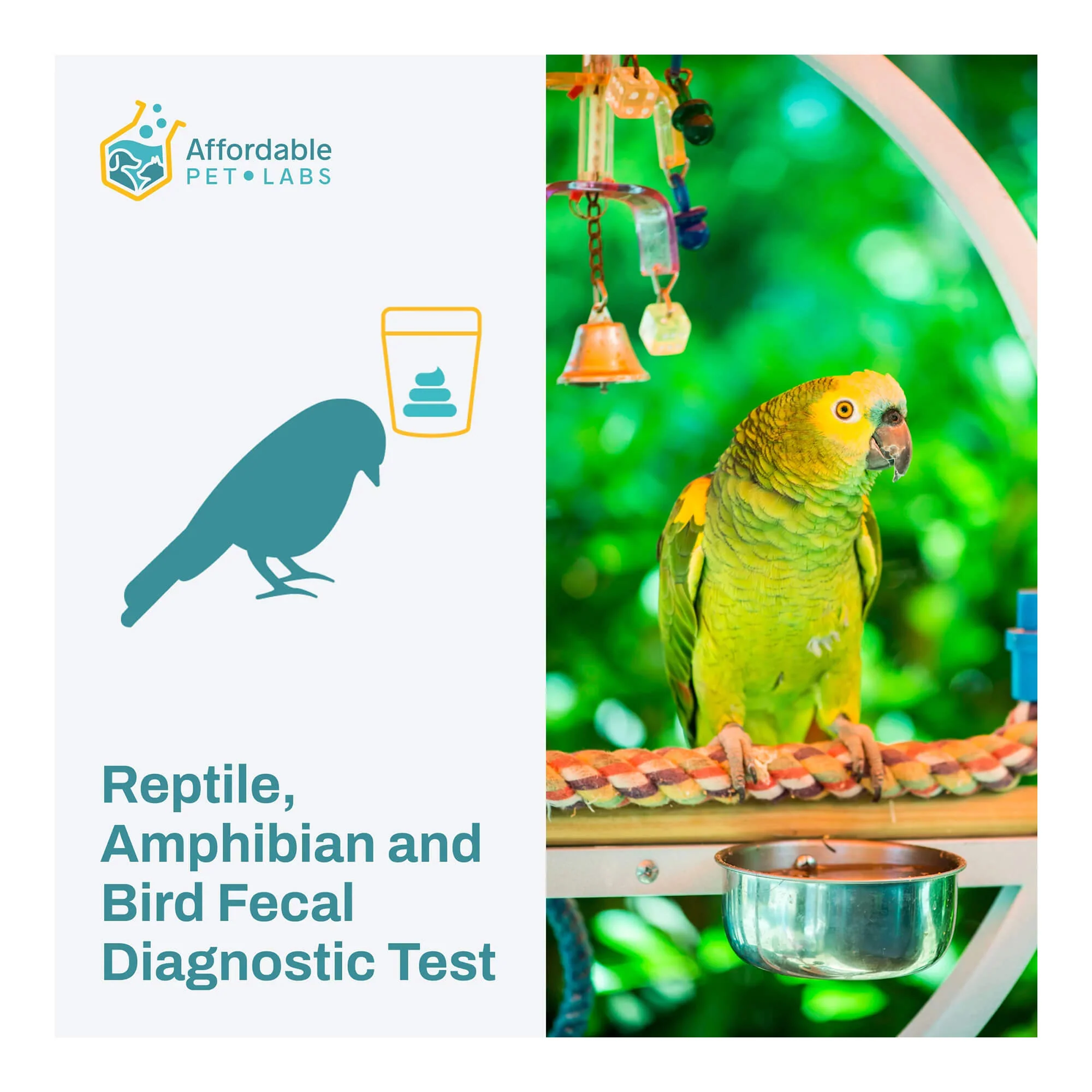 Affordable Pet Labs - Reptile, Amphibian & Bird Fecal Diagnostic Test, Easy Home Kit - Buy Pet Shop