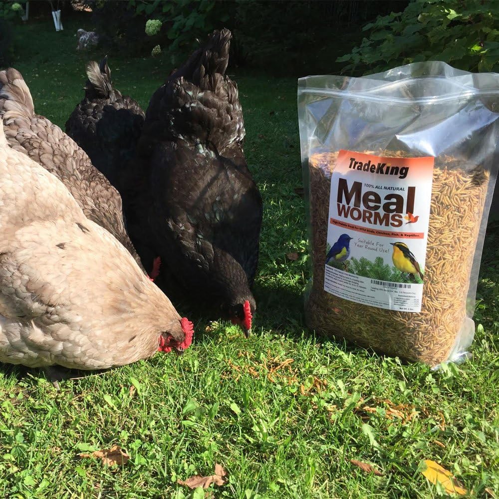 Dried Mealworms - Buy Pet Shop