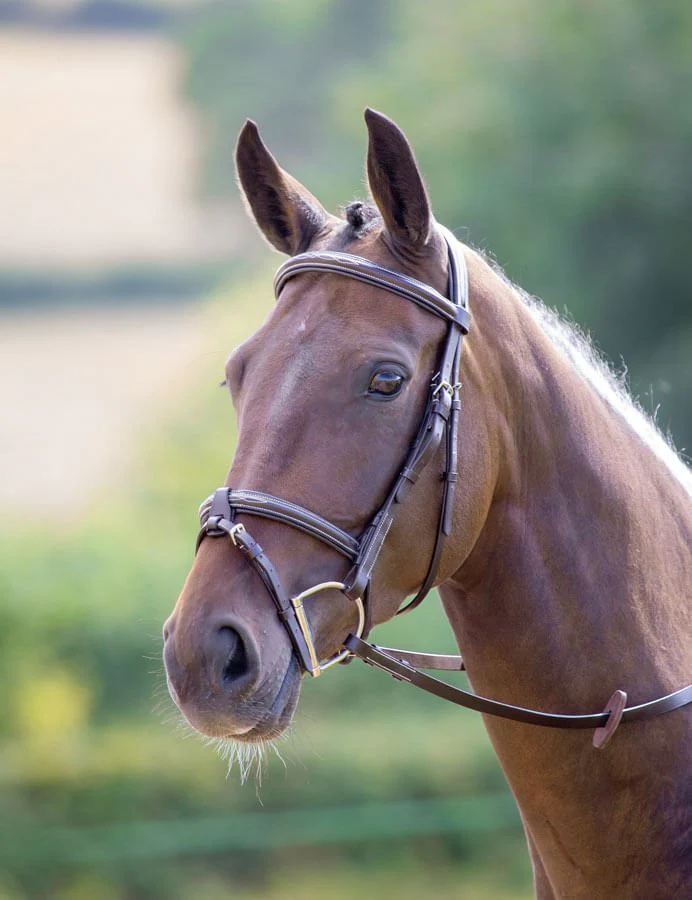 Shires Avignon Portland Bridle, Havana - Buy Pet Shop