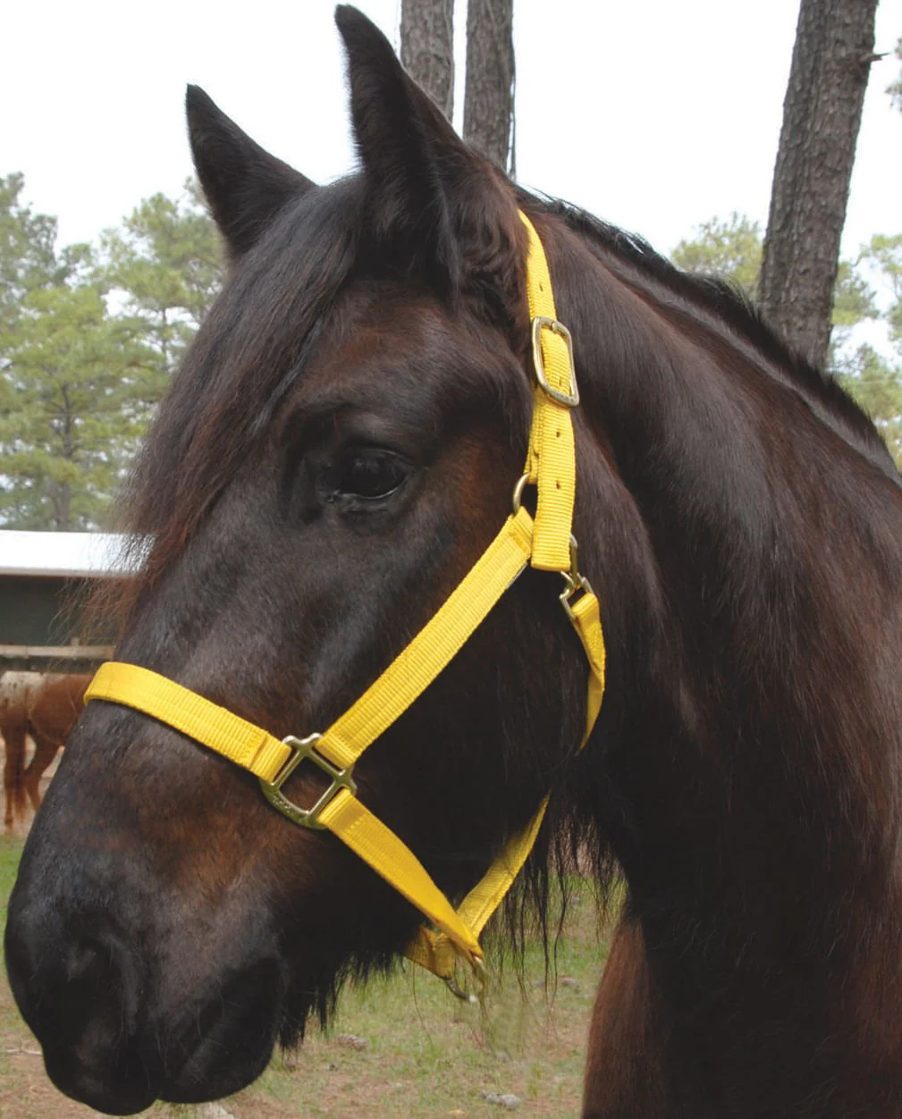 Triple E Nylon Draft Horse Halter, medium (1600-2000 lb) - Buy Pet Shop