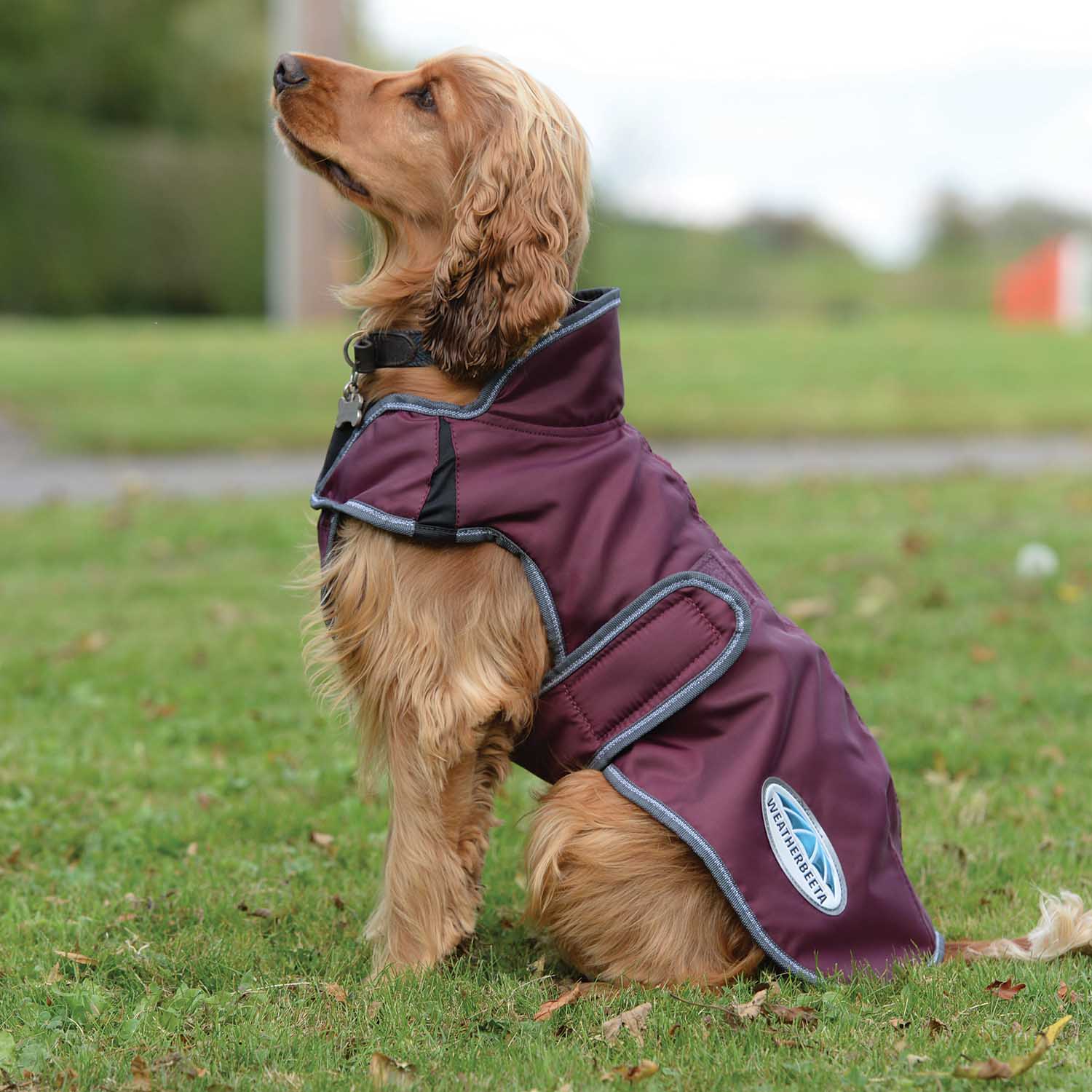 WeatherBeeta ComFITec Windbreaker Free Deluxe Dog Coat, Maroon/Gray/White - Buy Pet Shop