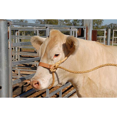 Economy Rope Halter with Leather Nose Band - Buy Pet Shop