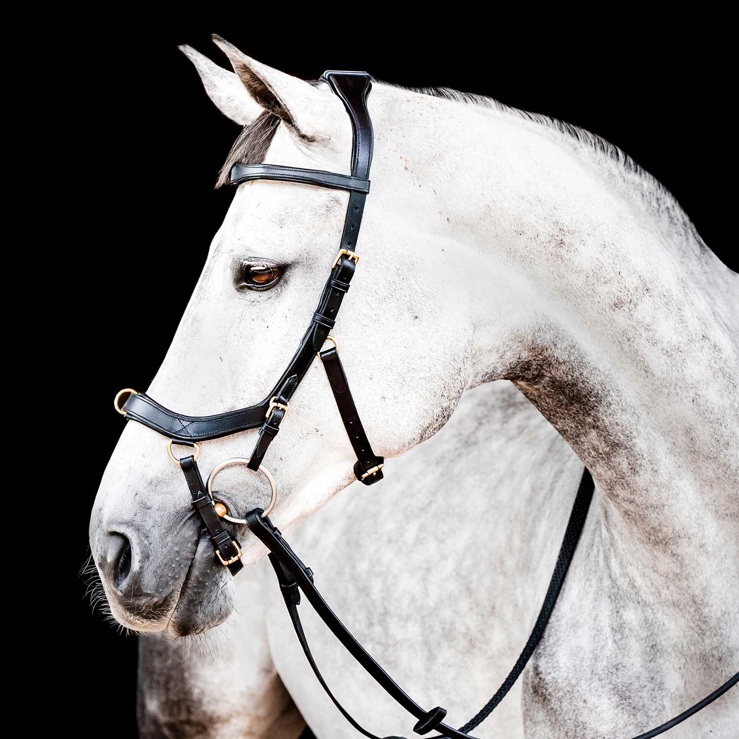 Micklem 2.0 Multi Bridle, Black - Buy Pet Shop