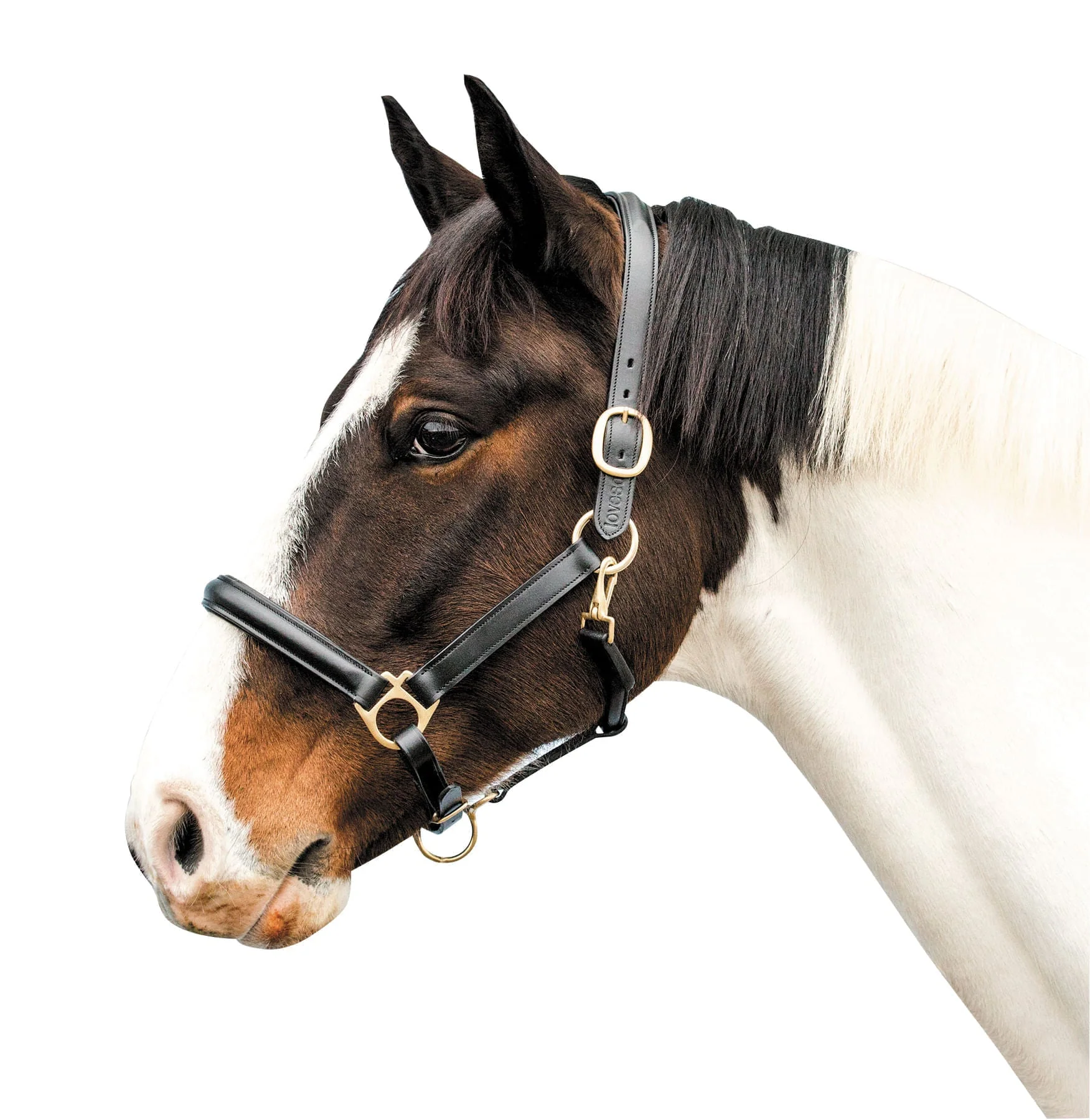 Loveson Leather Horse Halter - Buy Pet Shop