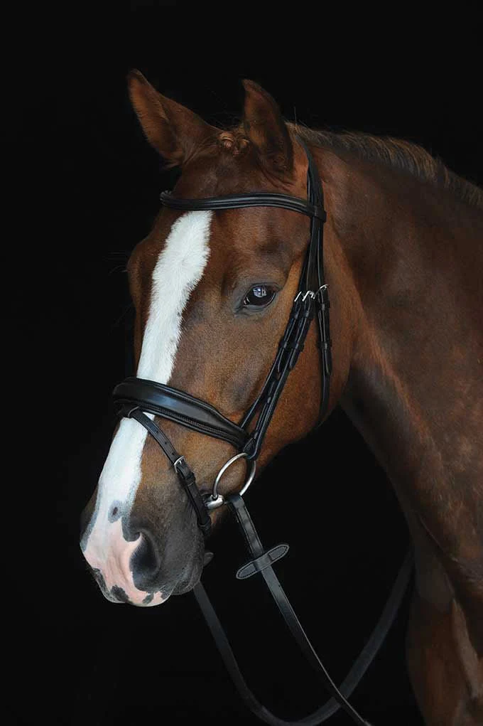 Collegiate Mono Crown Padded Raised Flash Bridle - Buy Pet Shop