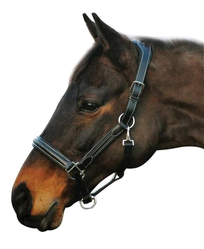 HDR Stress Free Fancy Stitch Leather Halter - Buy Pet Shop