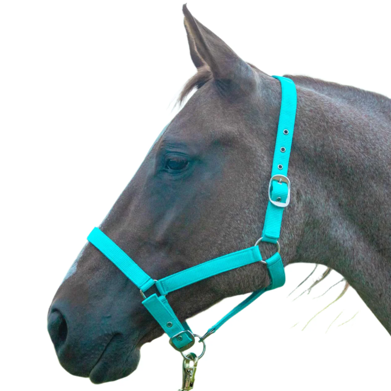 Adjustable Nylon Full Size Horse Halter - Buy Pet Shop