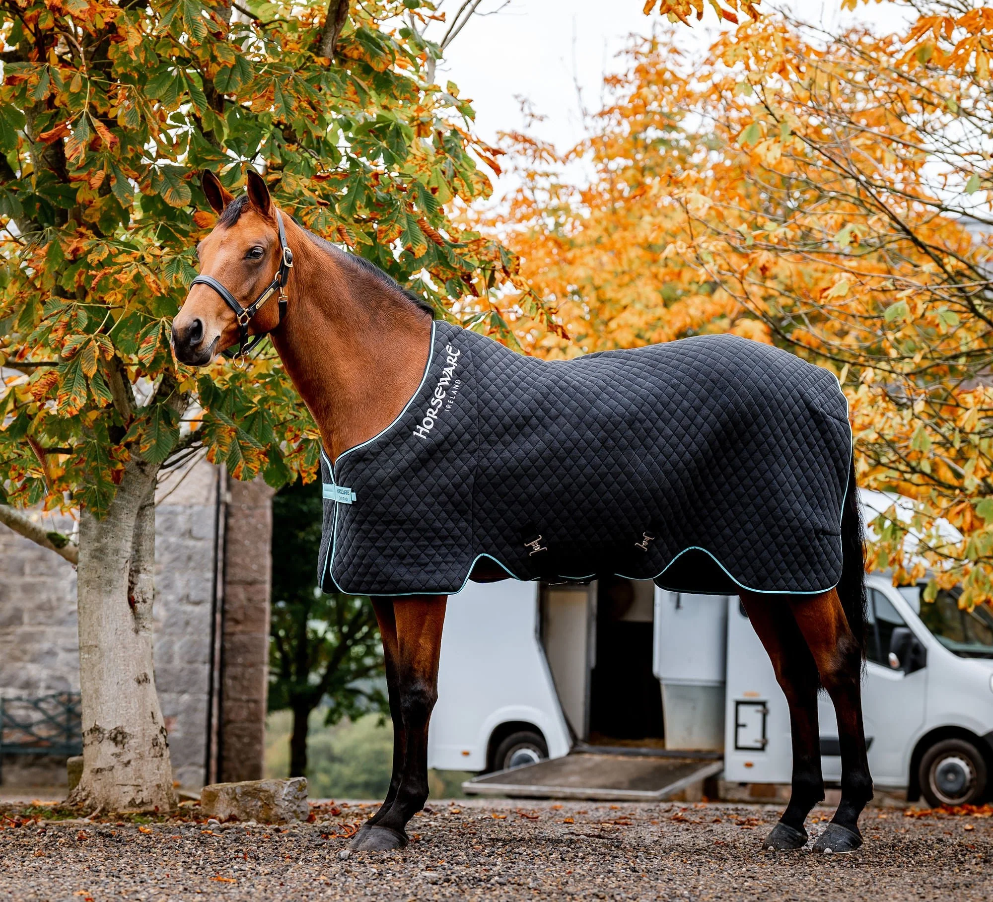 Horseware Autumn Cooler, Black/Aqua - Buy Pet Shop