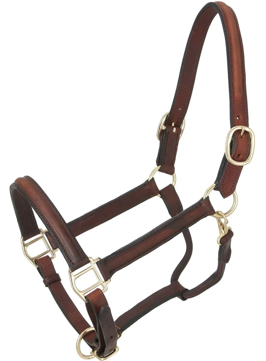 Royal King Raised Leather Halter - Buy Pet Shop