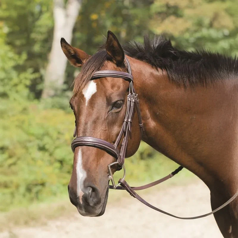 Avignon Wellington Bridle - Buy Pet Shop