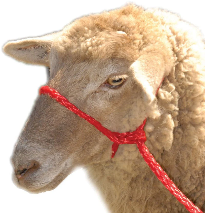 Troyer's Braided Poly Sheep Halter - Buy Pet Shop
