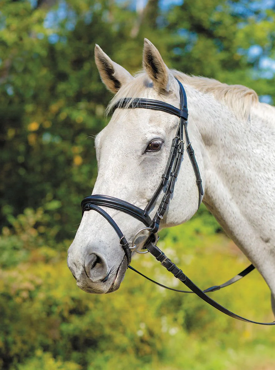Shires Avignon Louisville Bridle - Buy Pet Shop