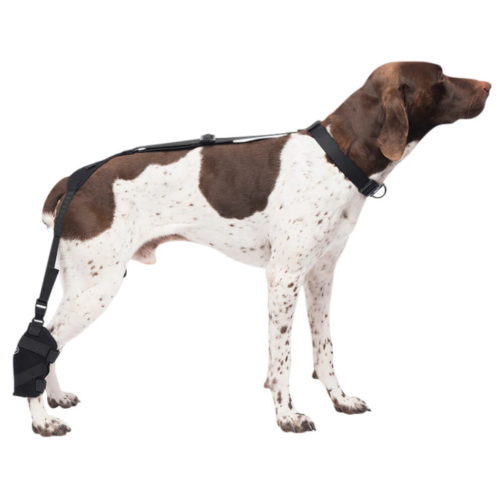 Caldera Pet Therapy Tarsal Wrap with Therapy Gel - Buy Pet Shop