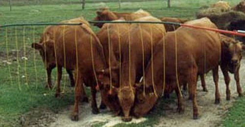 Drive-Thru Electric Adjustable Gate (& Replacement Parts) - Buy Pet Shop