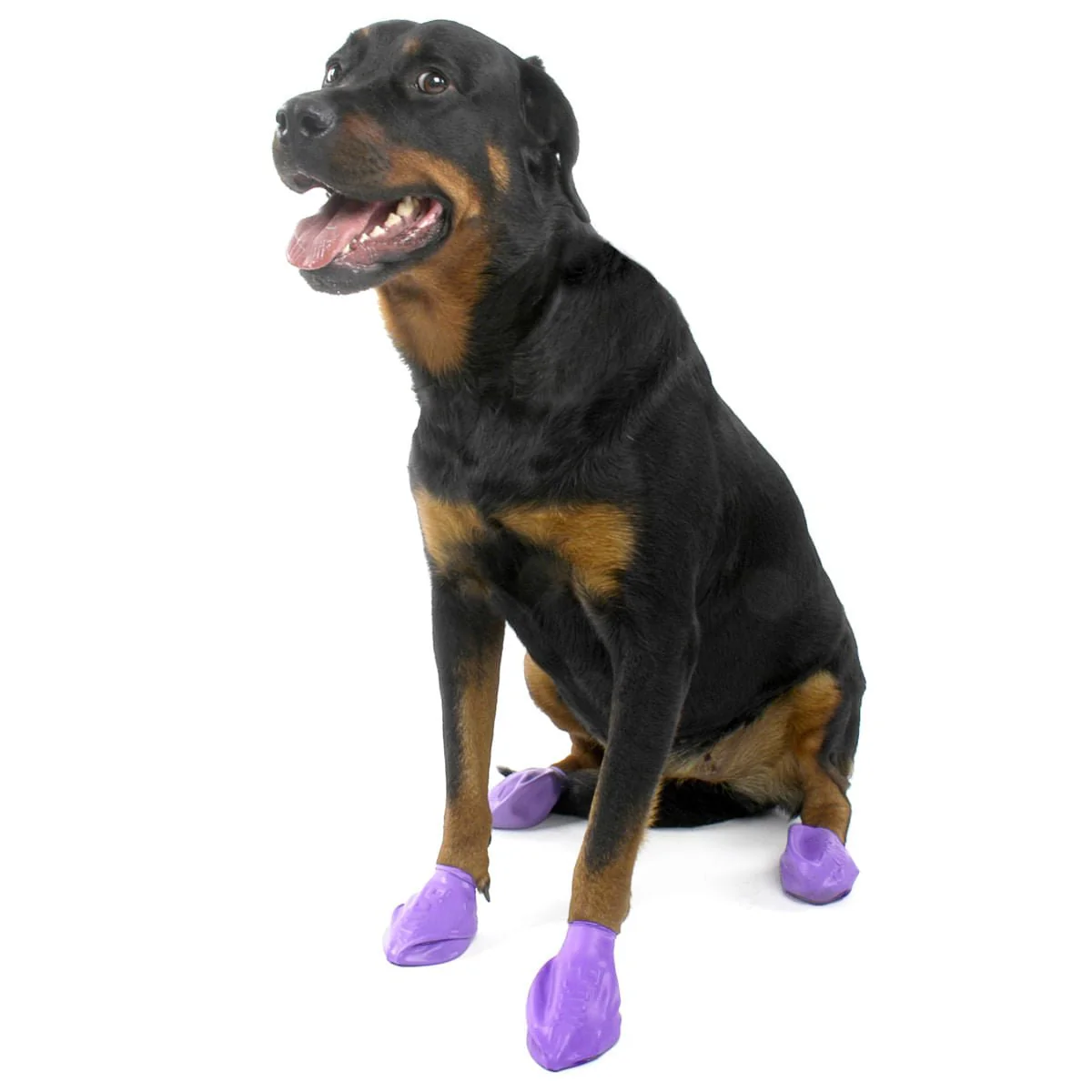 PawZ Dog Boots, 12 pk - Buy Pet Shop