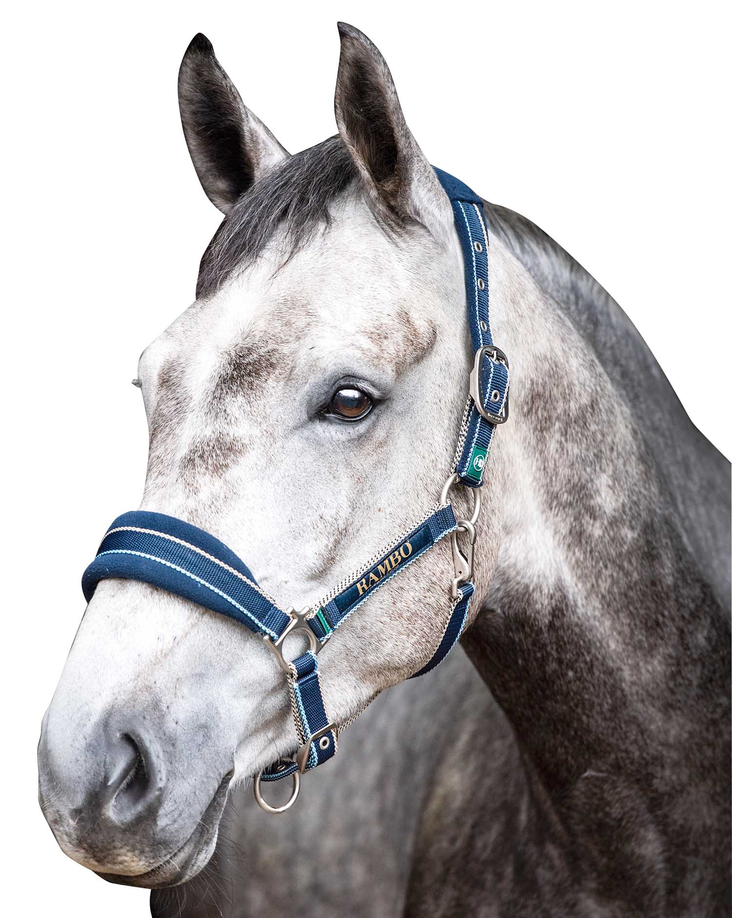 Rambo Padded Halter, Witney Navy - Buy Pet Shop