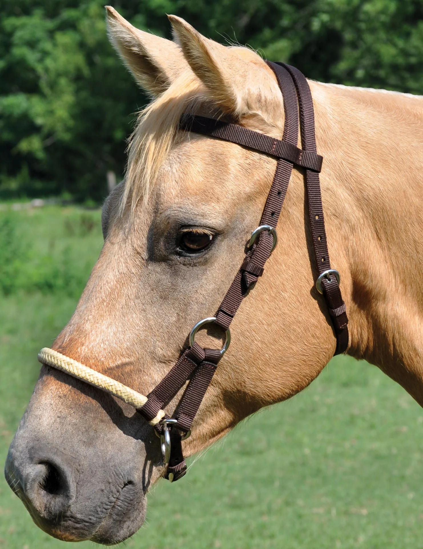 Sidepull Bridle, 3/4